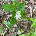 Asclepias variegata Цвят