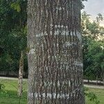 Bertholletia excelsa Bark