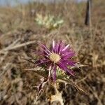 Carlina lanata Fiore