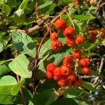 Sorbus americana Vaisius