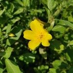 Ludwigia peploides Virág
