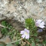 Euphrasia alpina Blomma