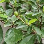 Grewia occidentalis Fruit