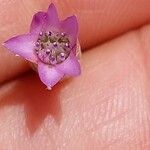Xeranthemum cylindraceum Flor