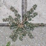 Euphorbia prostrata List