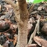 Lithocarpus edulis Rinde