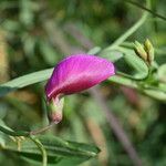 Lathyrus tingitanus फूल