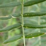 Vicia tenuifolia Blatt