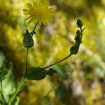 Hieracium amplexicaule Blüte