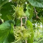 Corylus colurna Blüte