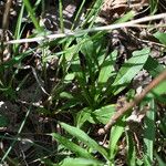 Solidago altissima Blatt