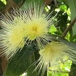 Syzygium jambos Floare