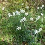 Narcissus poeticus Habitat