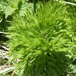 Adonis pyrenaica Blatt