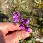 Anacamptis morioKvět