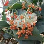 Cyphostemma juttae Fruto
