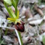 Ophrys sphegodes Blomst