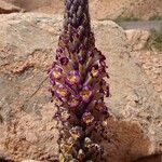 Cistanche violacea പുഷ്പം