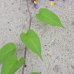 Solanum dulcamaraΛουλούδι