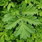 Heracleum sosnowskyi List