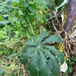 Cecropia pachystachya Feuille