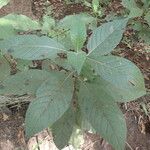 Psychotria vogeliana List