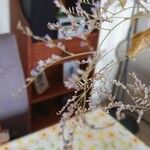 Limonium bellidifolium Hoja