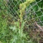 Lactuca biennis Hostoa