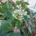 Begonia acetosa Otro