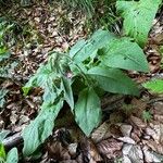 Pulmonaria rubra Leaf