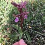 Anacamptis collina Habitus