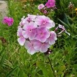 Phlox maculata Flor
