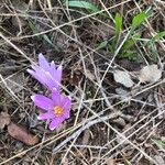 Colchicum longifoliumBloem