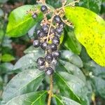 Ligustrum vulgare Fruit