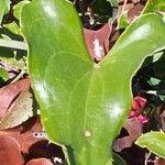 Smilax aspera Leaf