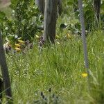 Tulipa sylvestris Blomst