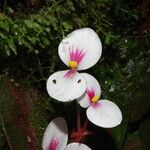 Begonia lacunosa Flower