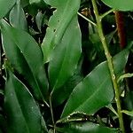 Ardisia quinquegona Leaf