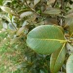 Sideroxylon borbonicum Yaprak