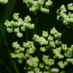 Aegopodium podagraria Flower