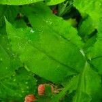 Pulmonaria rubra Leaf