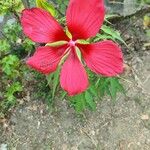 Hibiscus coccineus ফুল