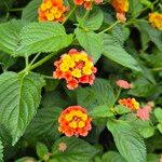 Lantana camaraFlor