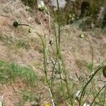 Leucanthemum monspeliense Blomma