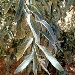 Elaeagnus angustifolia 叶