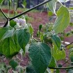 Capsicum pubescens Fruto