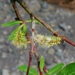 Salix pedicellata Flor