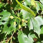 Tilia mongolica Fruit