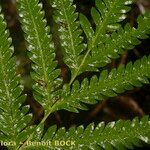 Pteris incompleta Други