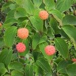 Cornus kousa Leaf